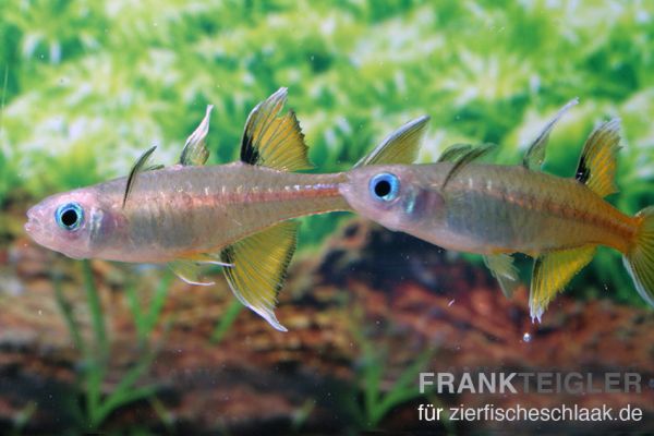Schmetterlings-Blauauge - Pseudomugil signifer